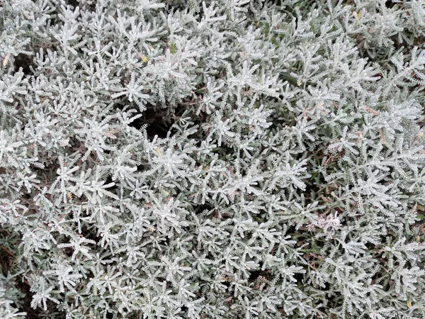 Hierba Ornamental Plata Para Fondo Planta Gris —  Fotos de Stock