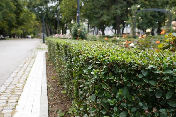 Sebe Arbustos Sempre Verdes Uniformemente Cortados Parque Paisagismo — Fotografia de Stock