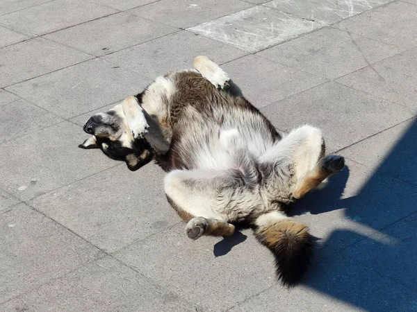 Slapende Hond Ligt Met Zijn Poten Omhoog Het Zonlicht Rechtenvrije Stockafbeeldingen