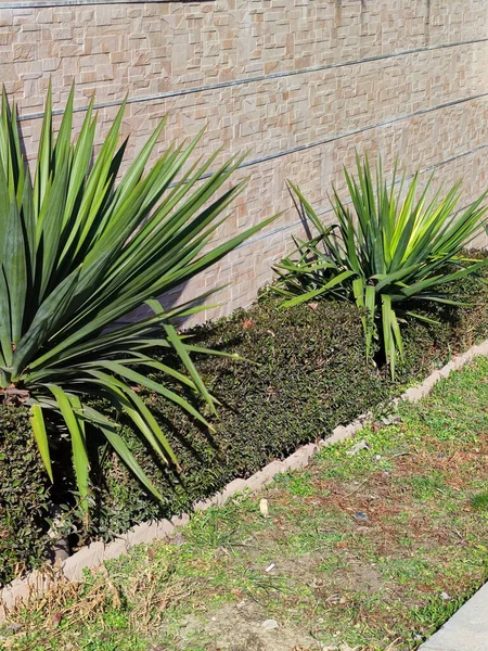 Yuca Siempreverde Diseño Del Paisaje Contra Una Pared Ladrillo —  Fotos de Stock