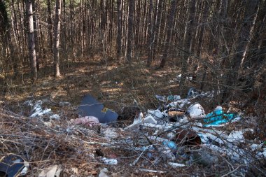 Bahar çam ormanında bir çöp yığını..
