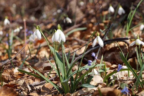 Delikatna Kropla Śniegu Galanthus Kwiaty Wiosennym Lesie Zbliżenie — Zdjęcie stockowe