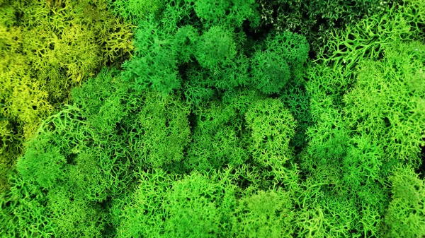 Groen Decoratief Gestabiliseerd Geconserveerd Bos Mos Rendier Mos Voor Ecologische — Stockfoto