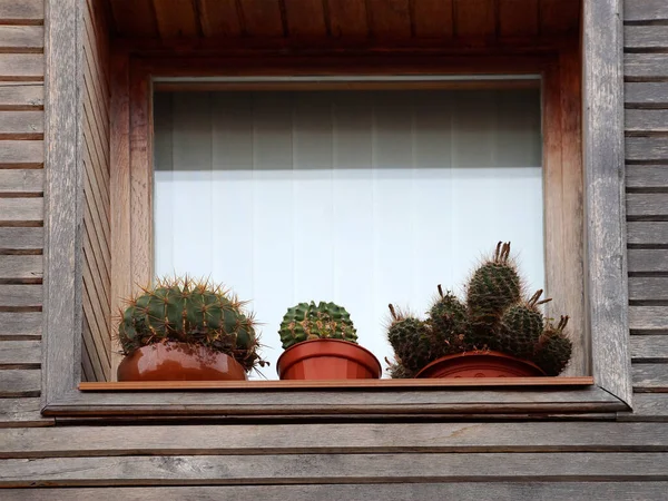 Cactus Macetas Ventana Una Vieja Casa Madera Afuera — Foto de Stock