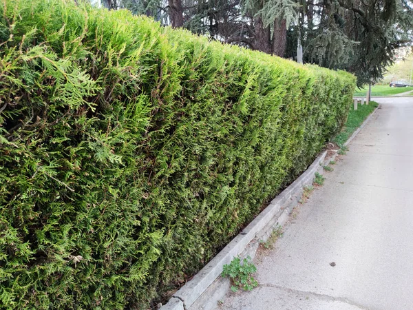 Żywcem Przycięte Wiecznie Zielone Arborvitae Ogrodzenie Krajobraz Parku — Zdjęcie stockowe