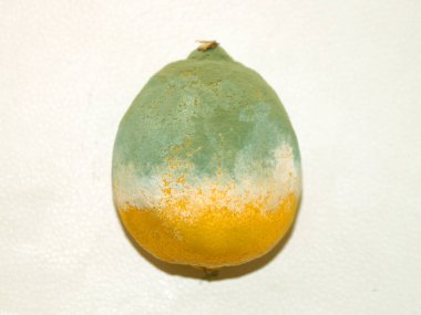 Küflenmiş çürümüş limon beyaz arka planda yakın planda.