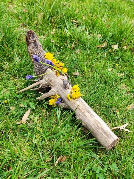 Garden Installation Driftwood Dandelion Flowers Ikebana — Stockfoto