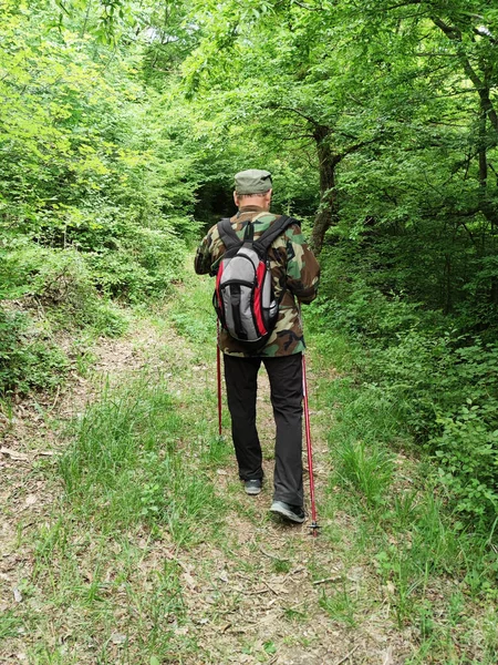 Man Backpack Walking Sticks Walks Forest Back View — ストック写真