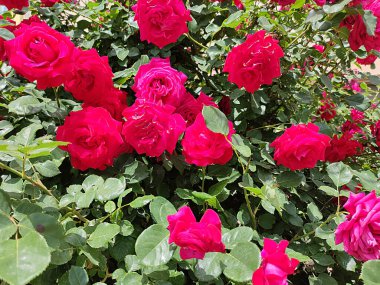 Parlak pembe güller bahçede güneş ışığında.