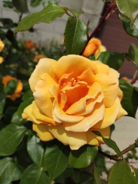 Sarı çay bahçeye yakın planda.