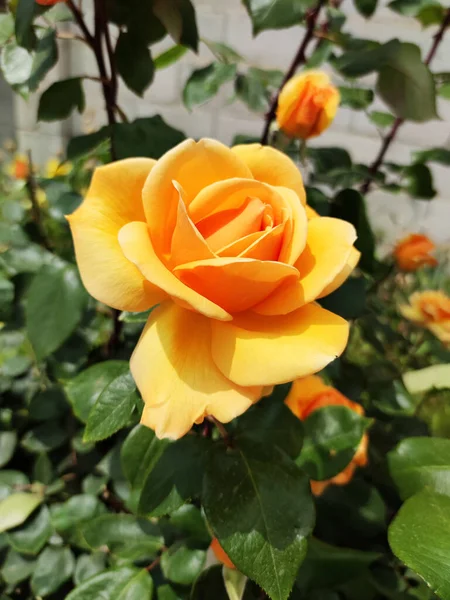 Żółta Herbata Róża Ogrodzie Bliska — Zdjęcie stockowe