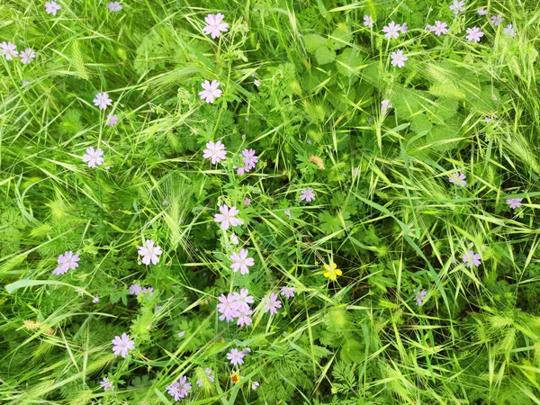 Lato Kwiatowy Wzór Łąka Kwiaty Zielonej Trawie — Zdjęcie stockowe