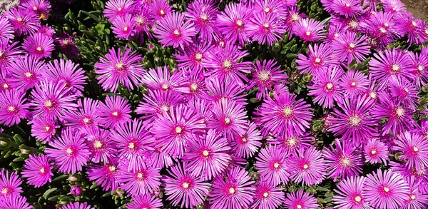Розовые Цветы Сочного Delosperma Крупным Планом Цветочного Фона — стоковое фото