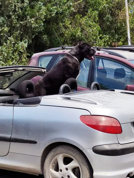 Czarny Rottweiler Siedzeniu Pasażera Chroni Otwarty Kabriolet — Zdjęcie stockowe