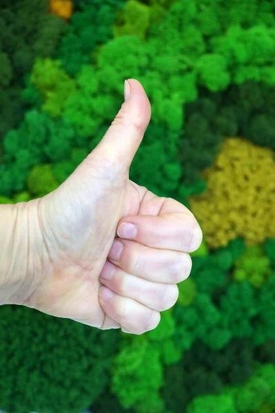Hand Thumb Showing Super Wall Background Green Decorative Stabilized Moss — Fotografia de Stock