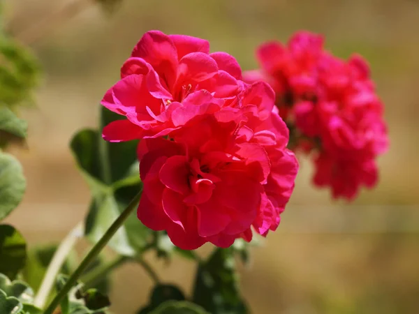 Pink Pelargonium Flowers Close Sunlight — Zdjęcie stockowe