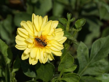 Bir arı güneş ışığında sarı bir çiçekte nektar toplar.