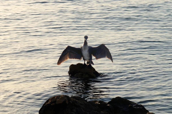 Cormorant Bird Dries Its Wings Stone Sea Close — Foto de Stock