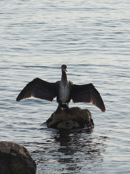 Cormorant Bird Dries Its Wings Stone Sea Close — 스톡 사진