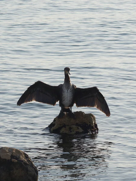 Cormorant Bird Dries Its Wings Stone Sea Close — Foto de Stock