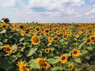 Ayçiçeği tarlası, mistik renkler, mavi yaz gökyüzü.
