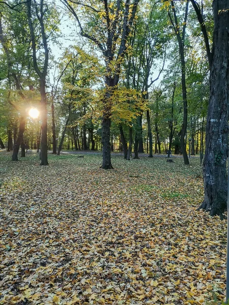 秋の風景 オレンジ黄色の木の葉 — ストック写真