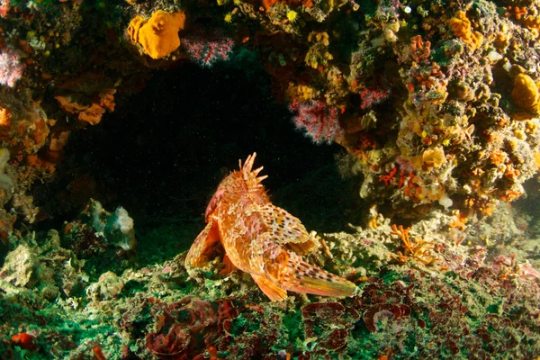 Підводна фотографія — стокове фото