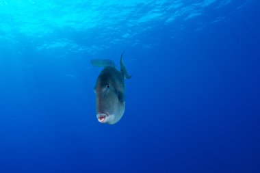 sualtı fotoğrafçılığı