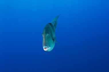 sualtı fotoğrafçılığı