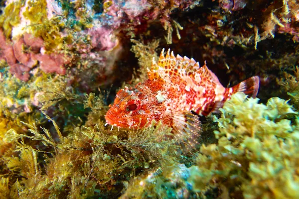 Fotografia subacquea — Foto Stock