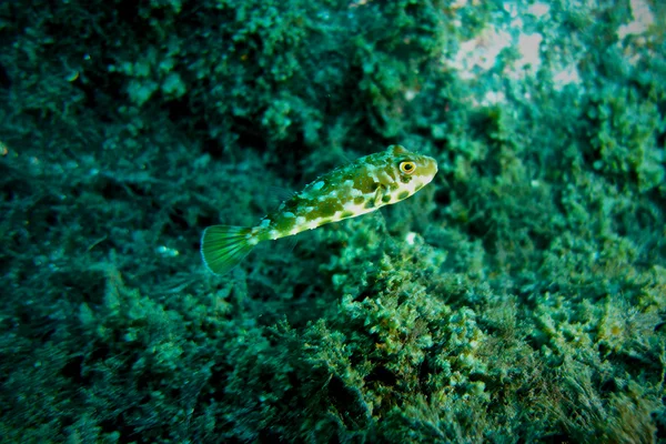 Underwater Photography — Stock Photo, Image
