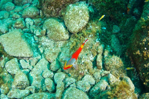 Underwater Photography — Stock Photo, Image