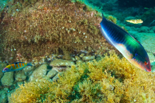 Underwater Photography — Stock Photo, Image