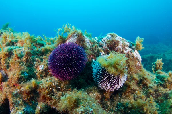 Fotografía submarina — Foto de Stock