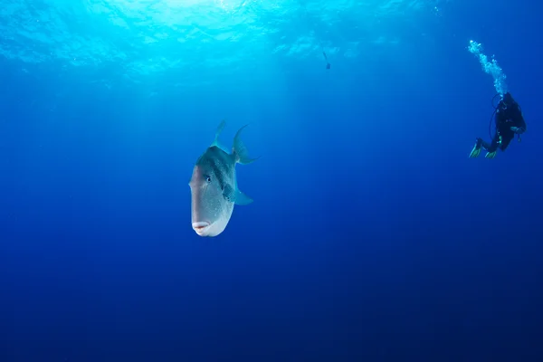 Fotografía submarina — Foto de Stock