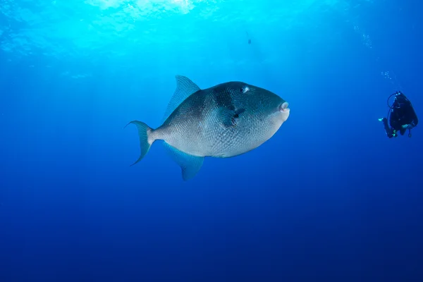 Underwater Photography — Stock Photo, Image