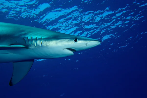 Blue shark — Stock Photo, Image