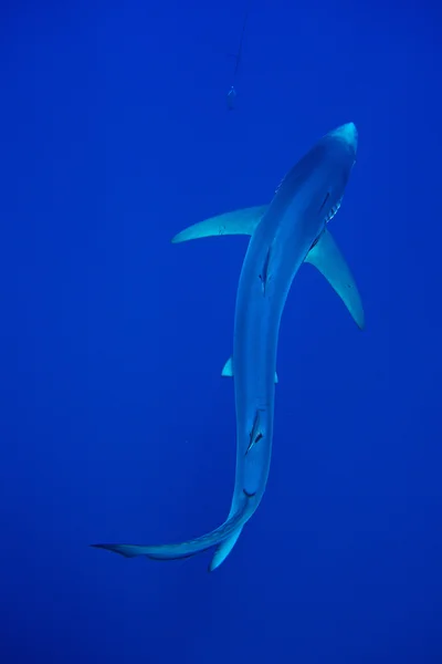 Żarłacz błękitny — Zdjęcie stockowe