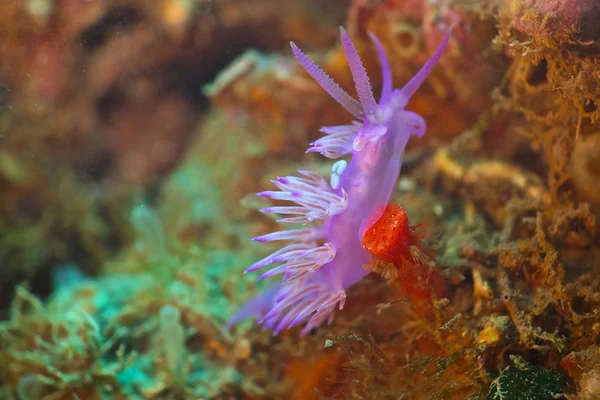 Flabellina affinis — Foto Stock