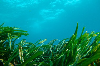 Posidonia of Méditerranée