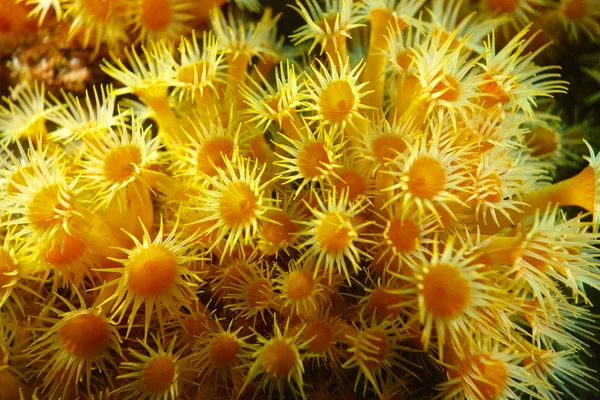 Cluster giallo Anemone — Foto Stock