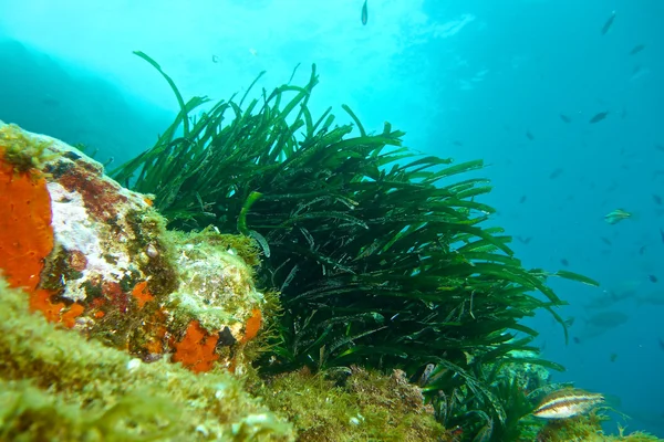 Posidonia of Méditerranée — Stock Photo, Image