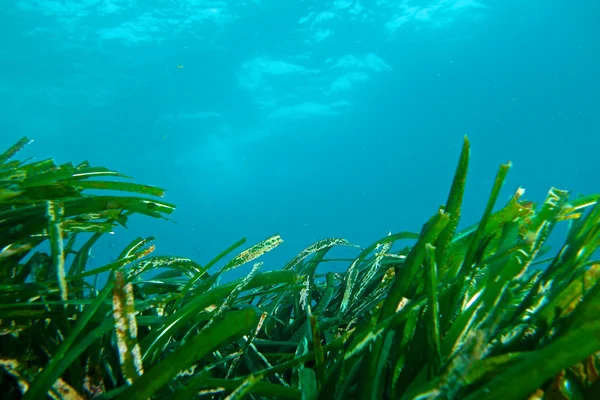 Posidonia of Méditerranée — Stock Photo, Image