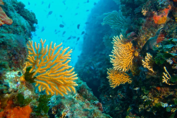 Gorgoniano (Gorgonacea ) — Foto de Stock