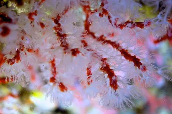 Coral rojo — Foto de Stock