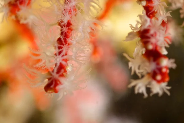 Rood koraal — Stockfoto