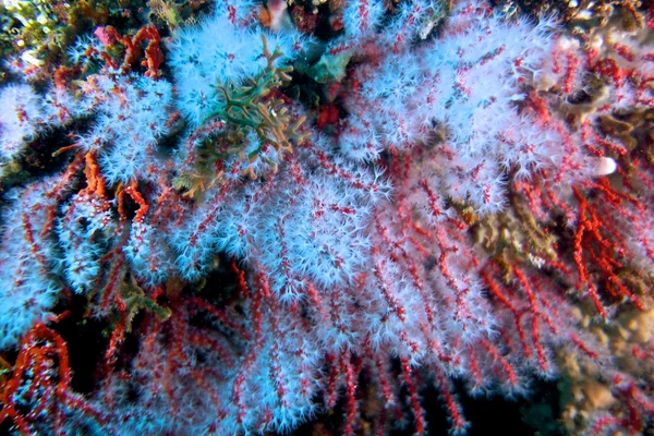 Coral Vermelho — Fotografia de Stock