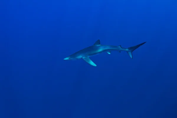 Blauwe haai — Stockfoto