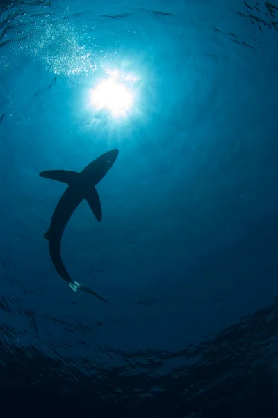 Tubarão azul — Fotografia de Stock