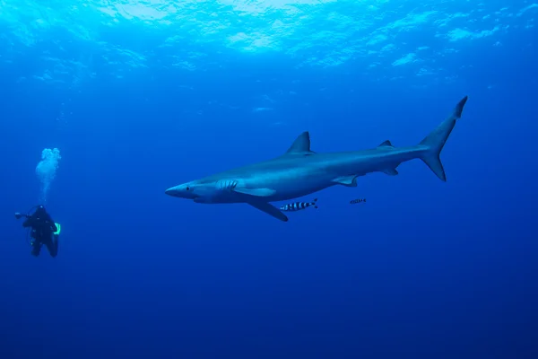 蓝色鲨鱼 — 图库照片